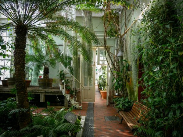 Spazio interno biofilico con piante e verde